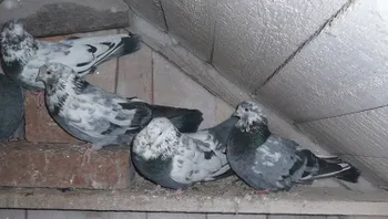 Породи голубів Свердловський високольотний