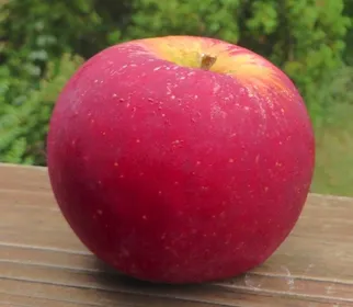 Сорти яблунь Акане