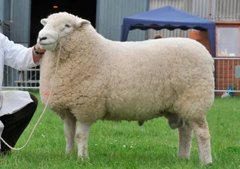 Породи овець Девонська (Devon Closewool)