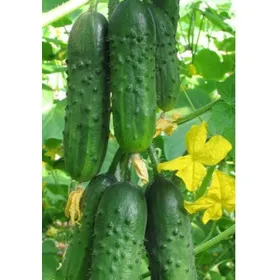 Сорти огірків Молодший лейтенант F1