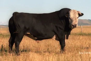 Породи корів (ВРХ) Гейса (Конвертор Гейс)