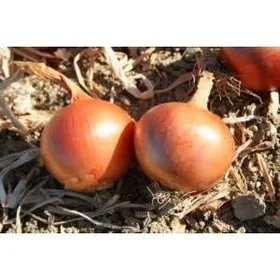 Сорти цибулі Аміка F1 / Amika F1