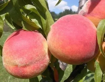 Сорти персиків Фрост