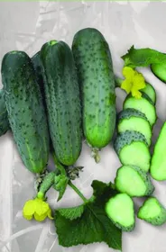 Сорти огірків Ардія F1