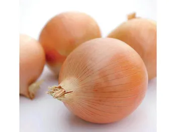 Сорти цибулі Ікарус F1