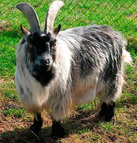 Породи кіз Камерунська карликова коза (Pygmy)