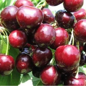 Сорти черешні Нектарна