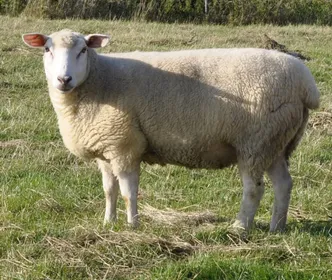 Породи овець Німецька білоголова м’ясна | German Whiteheaded Mutton