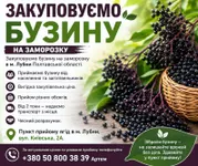 Фото Купуємо бузину на заморозку