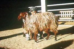Породи овець Хазарагі (Hazaragie)