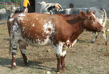 Породи корів (ВРХ) Шортгорнська