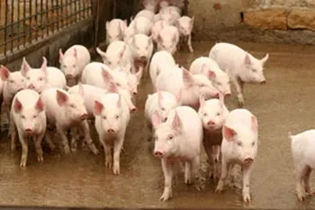 Породи свиней Болгарська біла