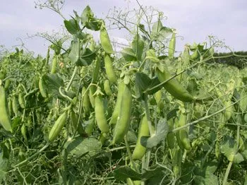 Сорти гороху Чекбек