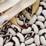 Фото Посівний матеріал квасолі та стабільний ринок збуту