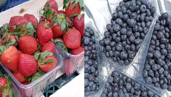 Продам свіжу полуницю та лохину.