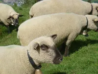 Фото Німецька синьозабарвлена м'ясна (Deutsches Blaukoepfiges Fleischschaf)