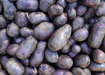 Сорти Картоплі Пурпл Меджесті (Purple Majesty)
