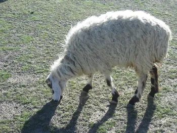 Породи овець Вазарі (Waziri)