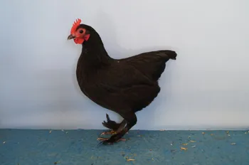 Породи курей Австралійський Лангшан