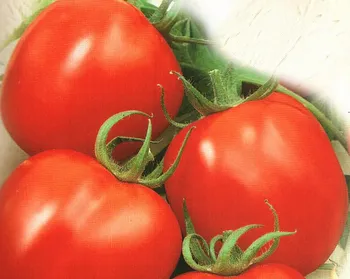 Сорти помідорів Альтруїст