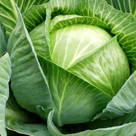 Сорти капусти Харківська зимова