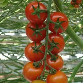 Сорти помідорів Аранка F1 / Aranca F1