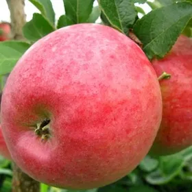 Сорти яблунь Делічія