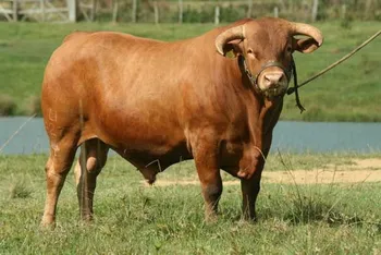 Породи корів (ВРХ) Караку (Caracu)