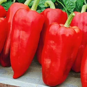 Сорти перцю Велетень