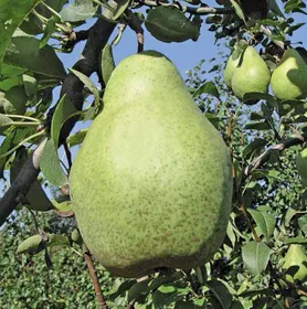 Сорти груш Ноябрська (Ксенія, Зимня, Ноябрська Молдова)