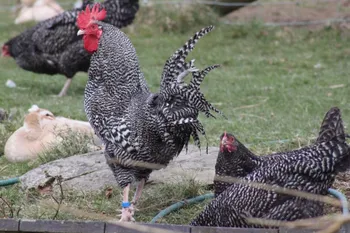 Породи курей Шотландська Сіра