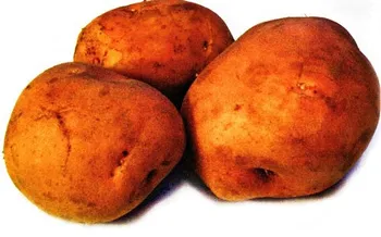 Сорти картоплі Рампель / Rumpel