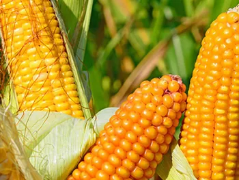 Сорти злакових НС-2016 / NS-2016