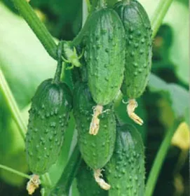 Сорти огірків Родос F1