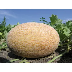 Сорти дині Бізан F1 / Bisan F1