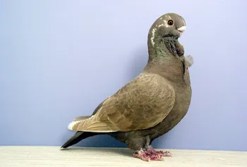 Породи голубів Африканська чайка (сова)