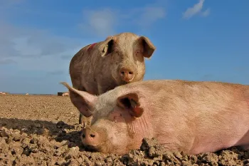 Породи свиней Кантонська