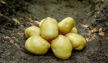 Сорти картоплі Сатурна (Saturna)