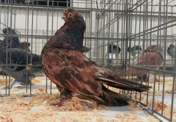 Породи голубів Англійський короткодзьобий турман