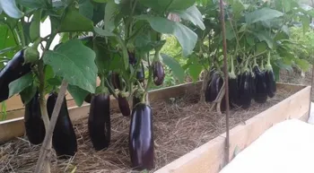 Сорти баклажану Вакула