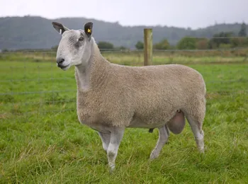 Породи овець Лейстерстерська Блакитноголова (Bluefaced Leicester)