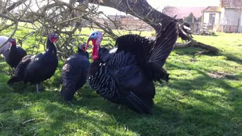 Породи індиків Dindon du Bourbonnais