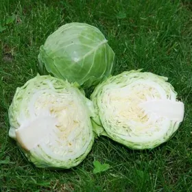 Сорти капусти Авак F1