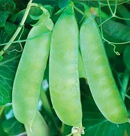 Сорти гороху Цукровий  Орегон