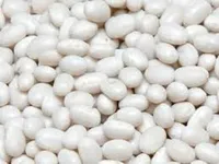 Фото Закупка квасолі. Приймаємо різні сорти на переробку