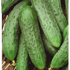 Сорти огірків Лорд F1