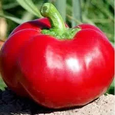 Сорти перцю Александр