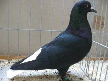 Породи голубів Цюріхський білохвостий