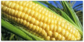 Сорти злакових Ласунка 121