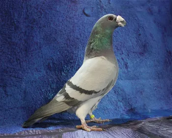 Породи голубів Драгун